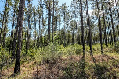 7.29 Acres Homestead Rd, Lucedale, MS 39452 - photo 6