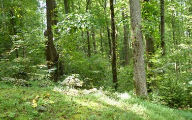 Additional View