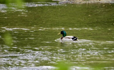 Resident Mallard Duck