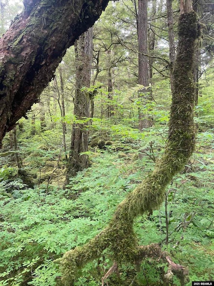 L11 Bunchberry Ln, Ketchikan, AK 99901