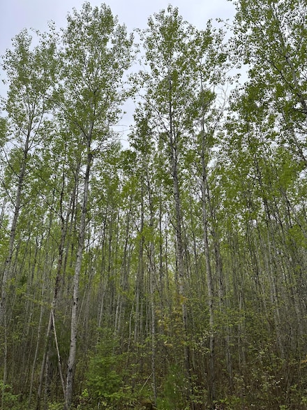 ON Burrows Lake Rd Unit Lot 3, Tomahawk, WI 54487