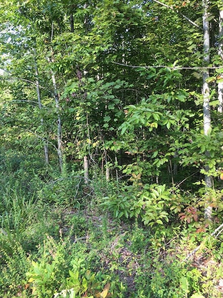 Lot 239 Hood Ln, Wilder, TN 38589