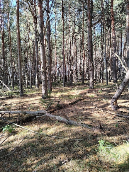 TBD County Road 87, Mantrap Township, MN 56467