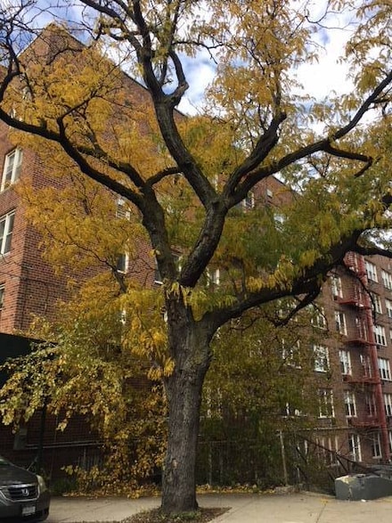 86-16 60th Ave Unit 5, Elmhurst, NY 11373