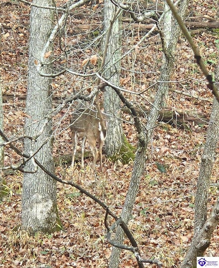 0 Fuller Harding Rd Unit Parcel O, Campbellsville, KY 42718