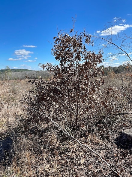 0 Tbd Cr 1463, Hughes Springs, TX 75656