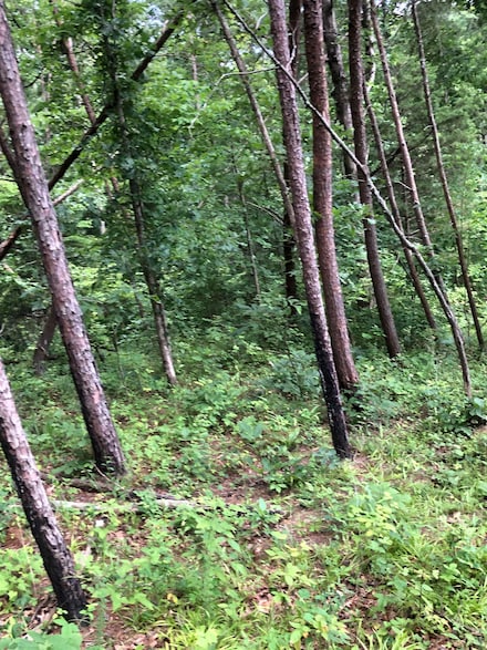 Lot#1 Bradley Hill Estates, Louisa, KY 42130
