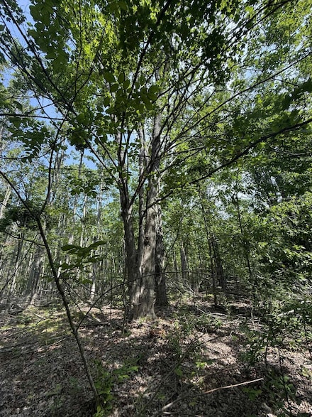 NHN Farrier Rd, Rust Township, MI 49746