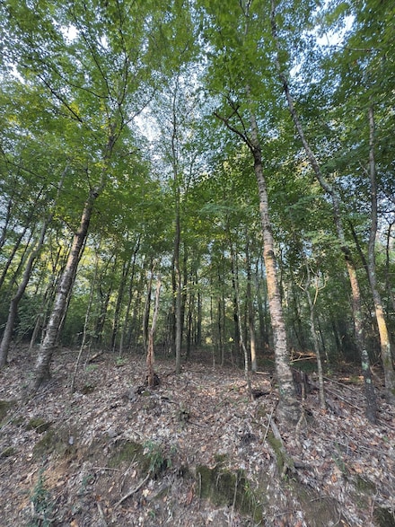 0 County Road 4037, Timpson, TX 75975