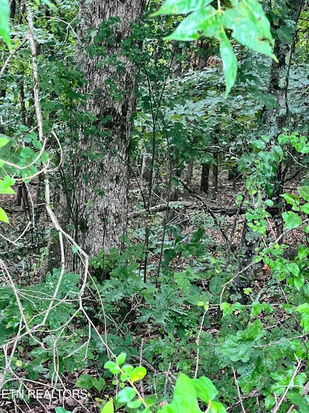 0 Lot 11 Willie Prigmore Rd, Decatur, TN 37322