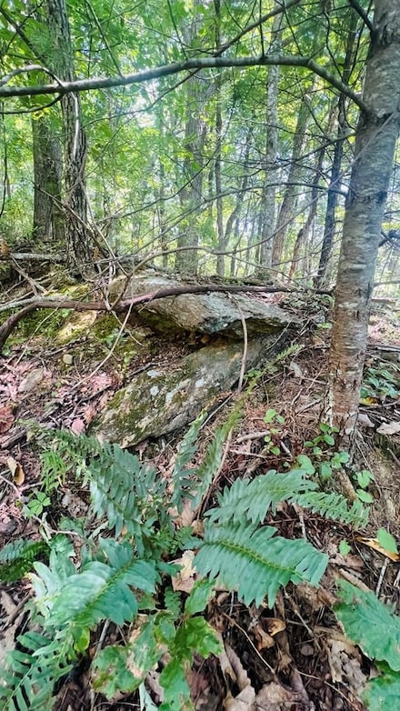 Black Gum Trail, Fancy Gap, VA 24328
