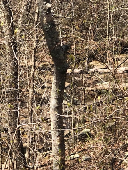 0000 Lute Mountain Rd, Shirley, AR 72153