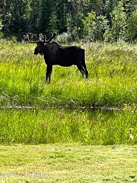Mile 117 Richardson Hwy, Glennallen, AK 99588