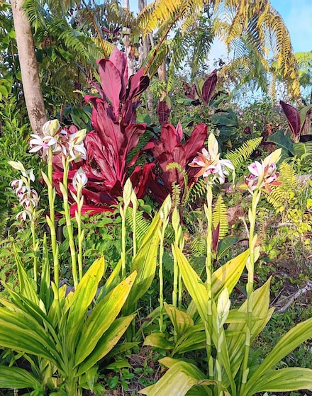 13-3505 Oneloa St, Pahoa, HI 96778