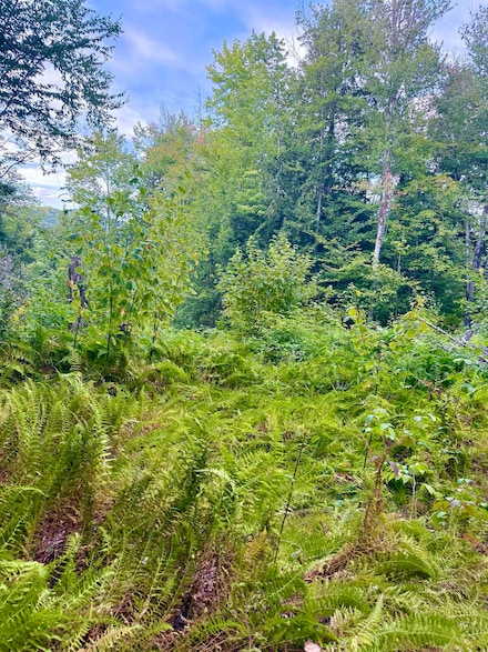 664 Ranney Rd, Stockbridge, VT 05772