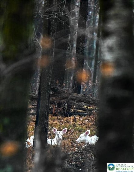 1456 Clover Rd, Tunkhannock Township, PA 18334