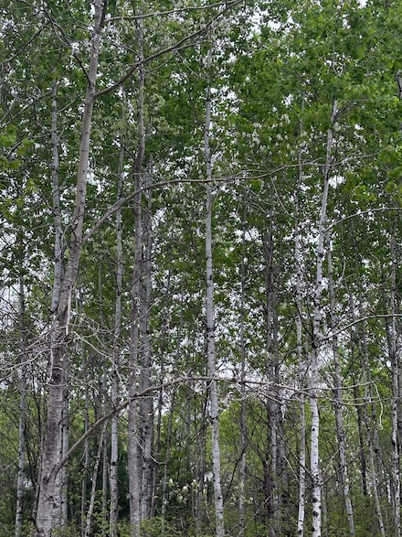 ON Kelly Fire Ln Unit Lot 4, Tomahawk, WI 54487