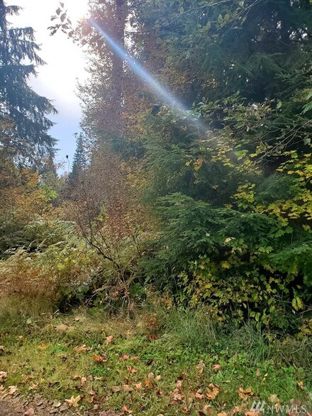 31510 557th Street Ct E, Ashford, WA 98304