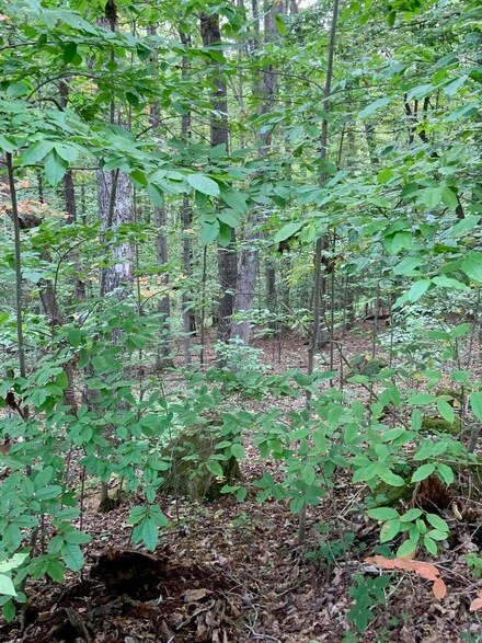 Lot 29 Dominick Cir Unit Lot 29, Summersville, WV 26651