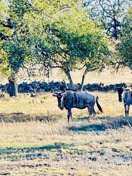 Lot 106 Oryx View Dr Unit 106, Harper, TX 78631