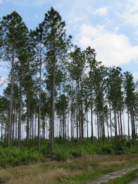 0 U S Highway 19, Chiefland, FL 32626