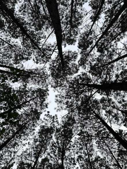 1771 Crockett Point, Jasper, TN 37347