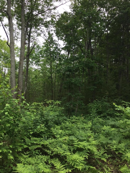 0 Dodge Lake Rd Unit Parcel K 24058968, Gaylord, MI 49735