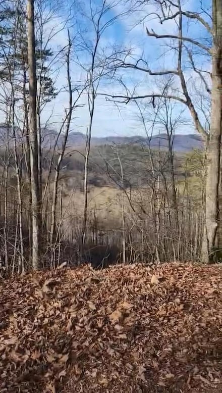 165 Holly Ln, Franklin, NC 28734