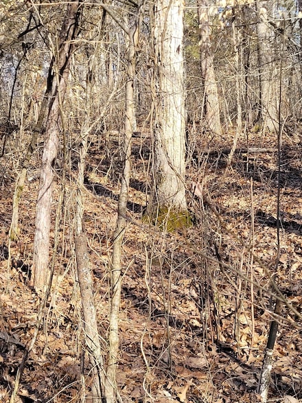 5-3 Lots 8 10 12 14, Corinth, KY 41010