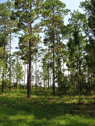 50 Saucier Ln, Purvis, MS 39475