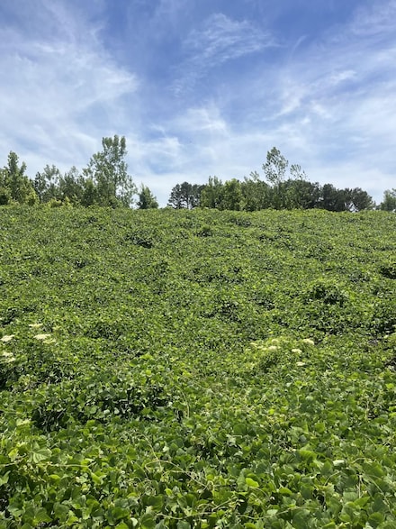 0 Mississippi 9, Blue Springs, MS 38828