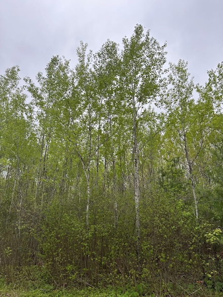 ON Burrows Lake Rd Unit Lot 1, Tomahawk, WI 54487