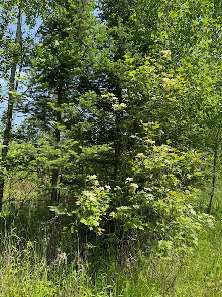 ON Cth T, Pearson, WI 54462