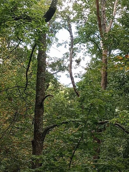 0 Ridgepole Estates Unit LOT 40 10414728, Sky Valley, GA 30537