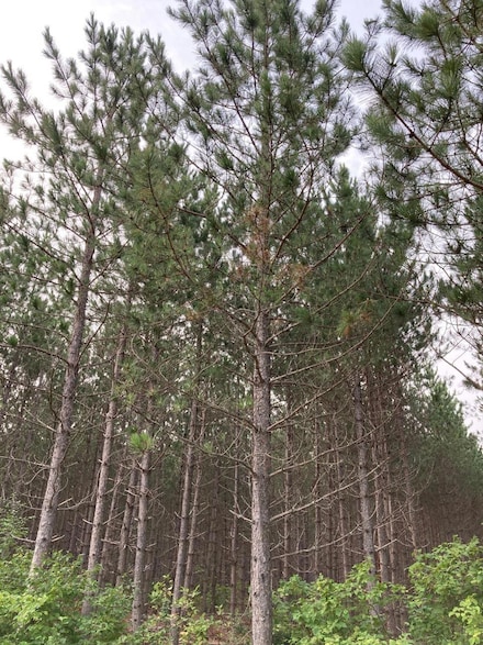 ON Kjar Rd, Tomahawk, WI 54487