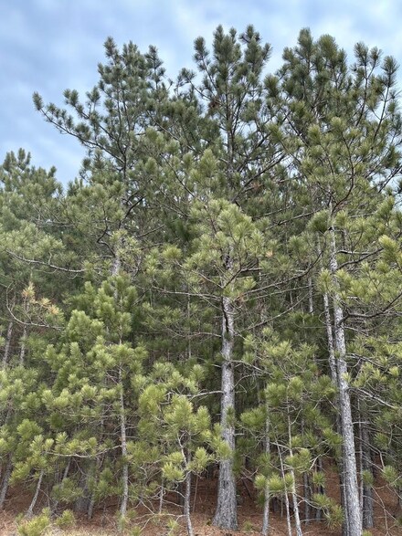 ON Cth Y, Tomahawk, WI 54487