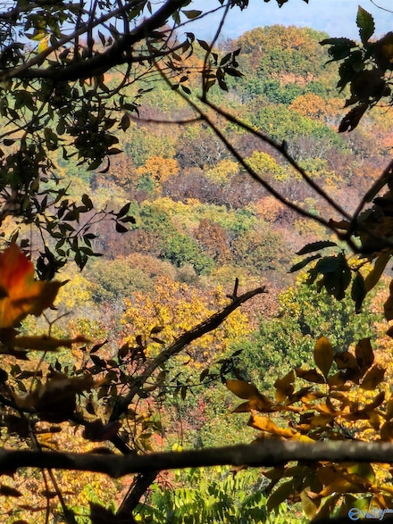 22.4 ACRES County Road 9, Moulton, AL 35650