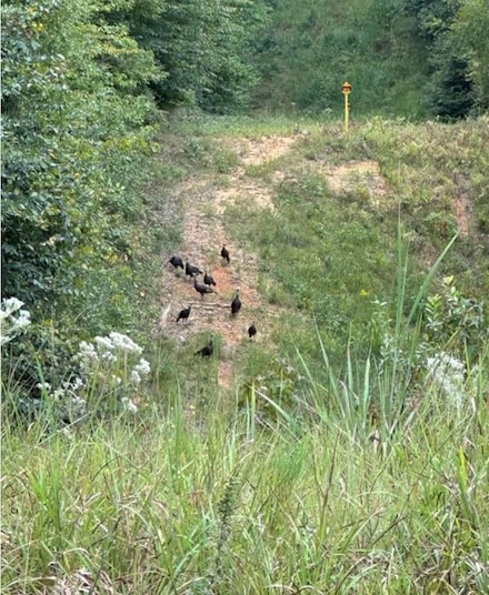 County Road 84 36703