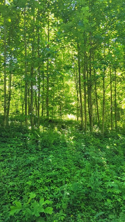 Lot 1 Hickory Ridge Cir, Hayesville, NC 28904