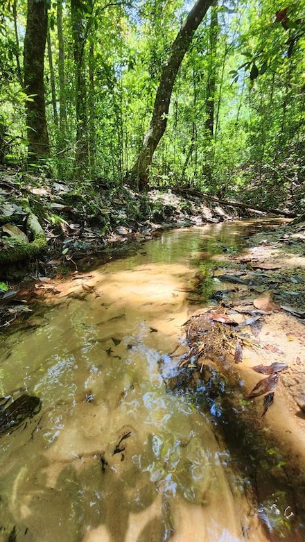 30 Acres E Skyline Ave, Geneva, AL 36340