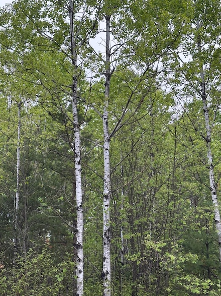 ON Kelly Dam Rd Unit Lot 7, Tomahawk, WI 54487