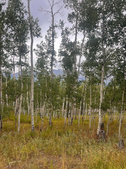 0 Wapiti Rd Unit 37 43915, Telluride, CO 81435