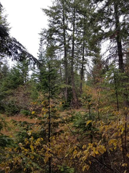 XXX Plateau Ln, Cusick, WA 99119