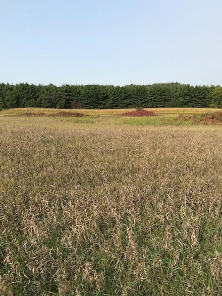 TBD Pine Bluff (Site15) Rd NW, Pine Island, MN 55963