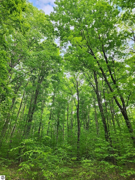 VL Wild Wood Trail, Custer Township, MI 49659
