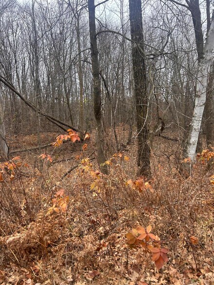 TBDxxx Golf Course Dr, Cushing Township, MN 56475