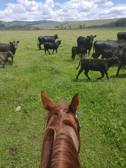 NHN Farm View Ln, Florence, MT 59833