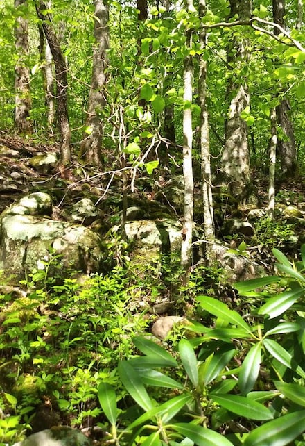 Lot 48 Buckeye Ln, Wilder, TN 38589
