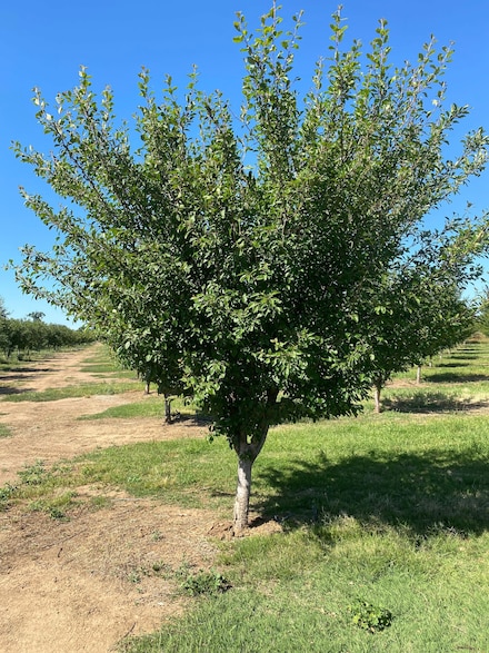 22495 Saron Fruit Colony Rd, Red Bluff, CA 96080