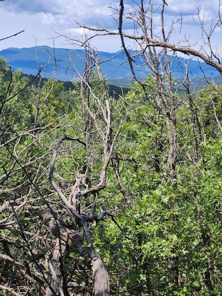 5 Spies Rd, Ponderosa Pine, NM 87059